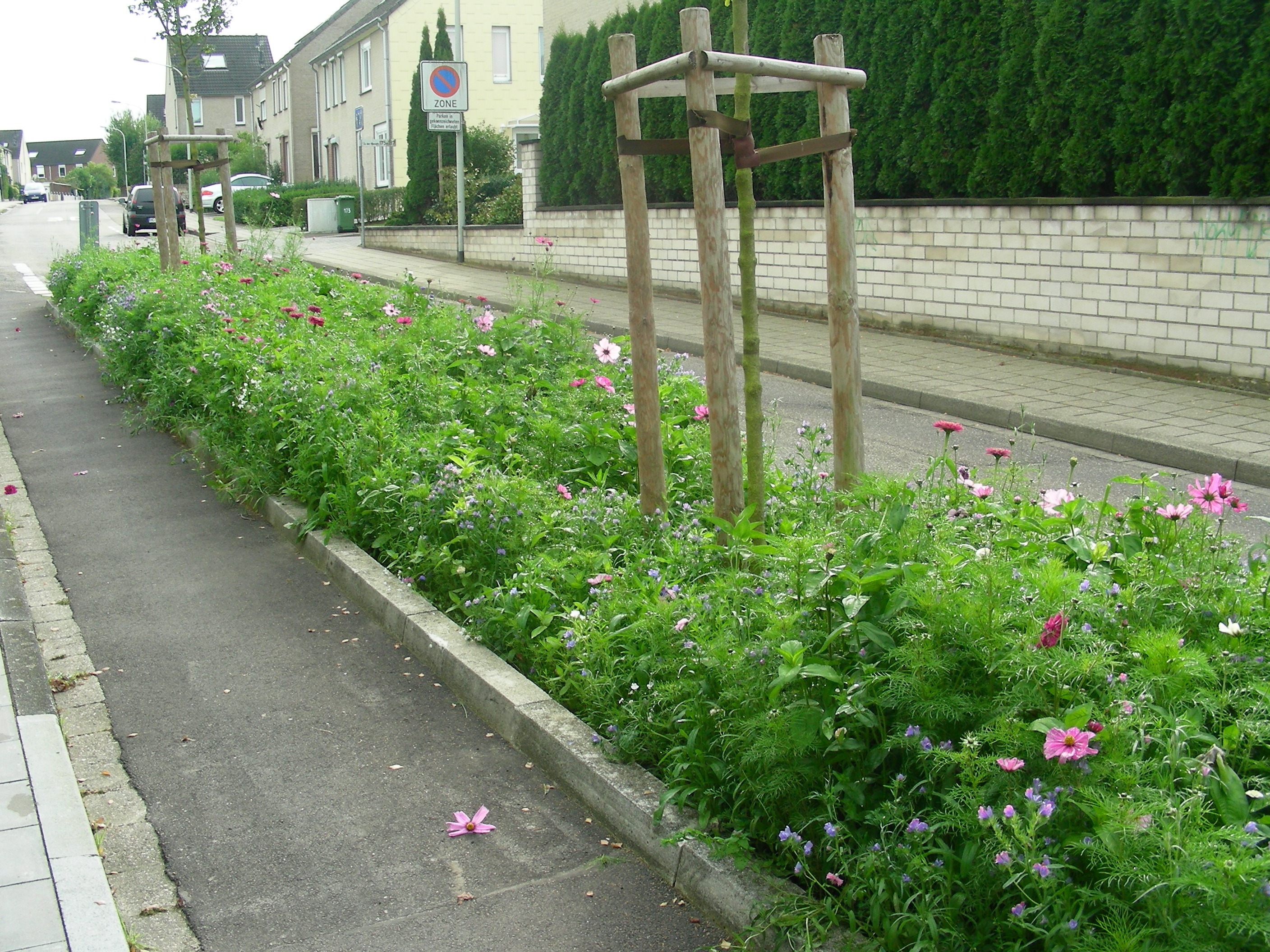 Blüh- und Langgraswiesen