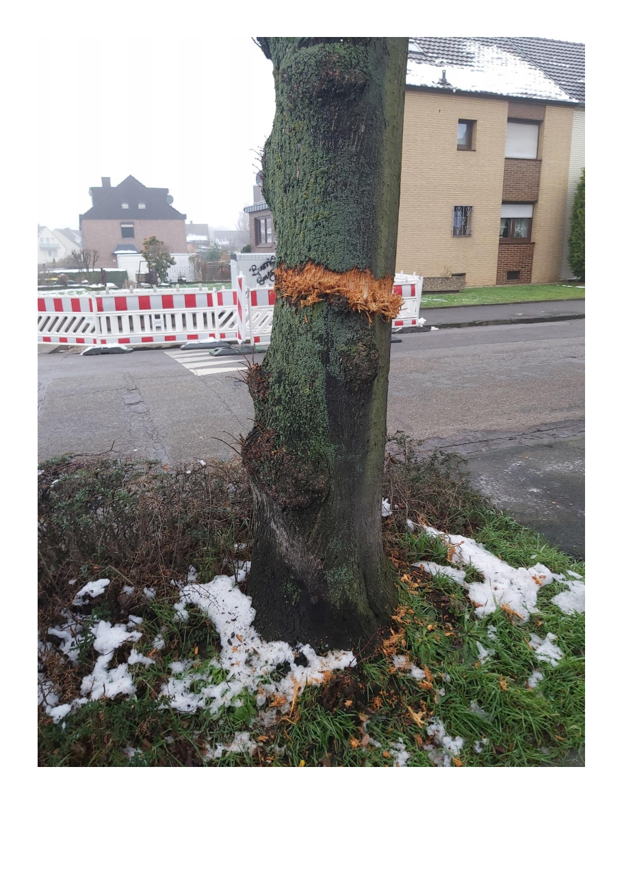 Zerstörter Lindenbaum in der Römerstraße