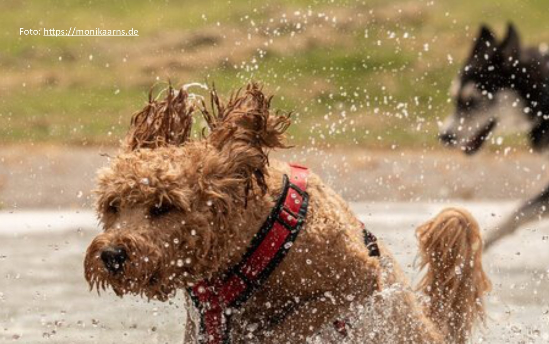 Hunde im Wasser - Header Plakat