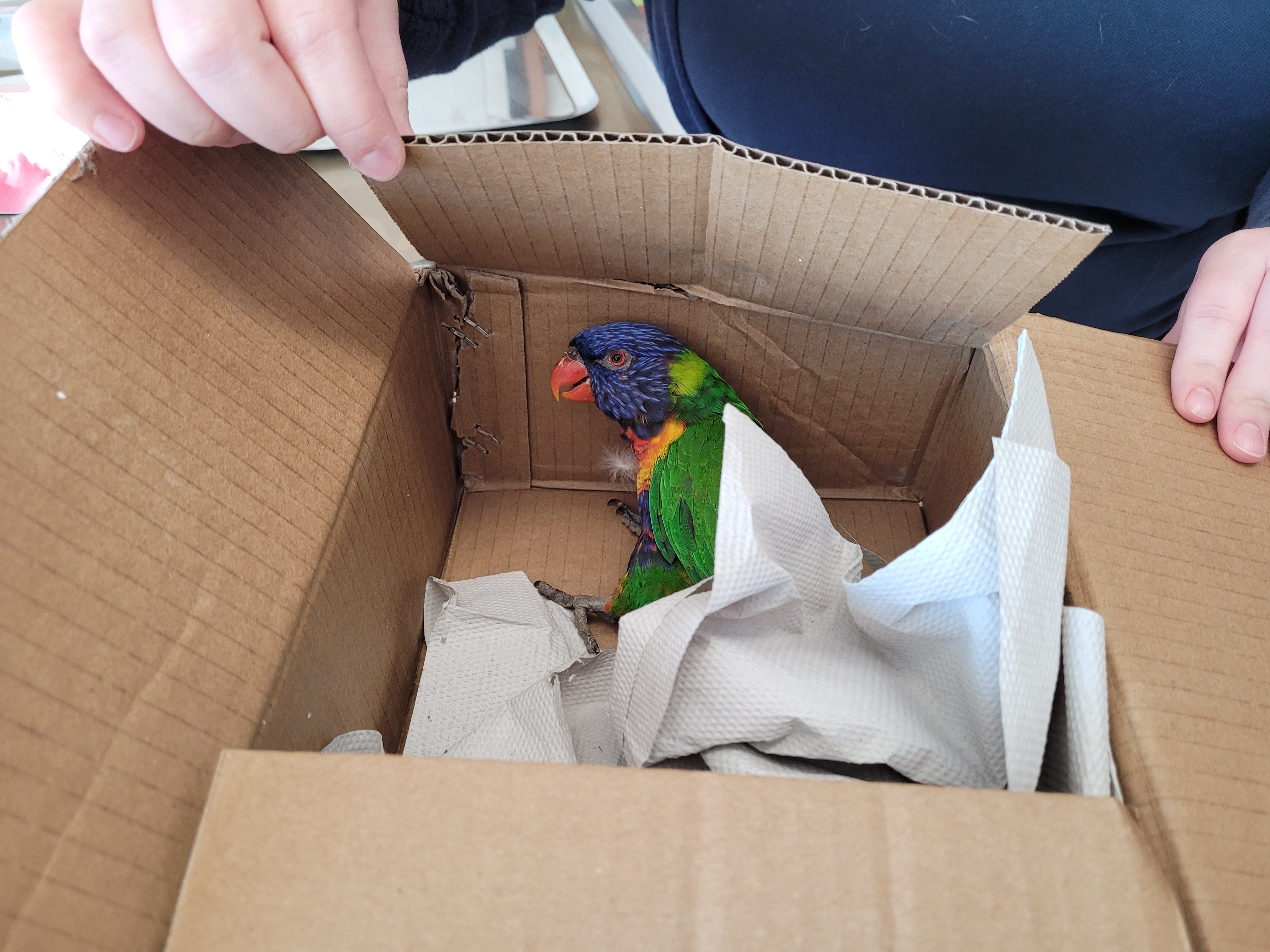 Bunter Papagei in Karton