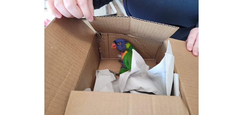 Bunter Papagei in Karton