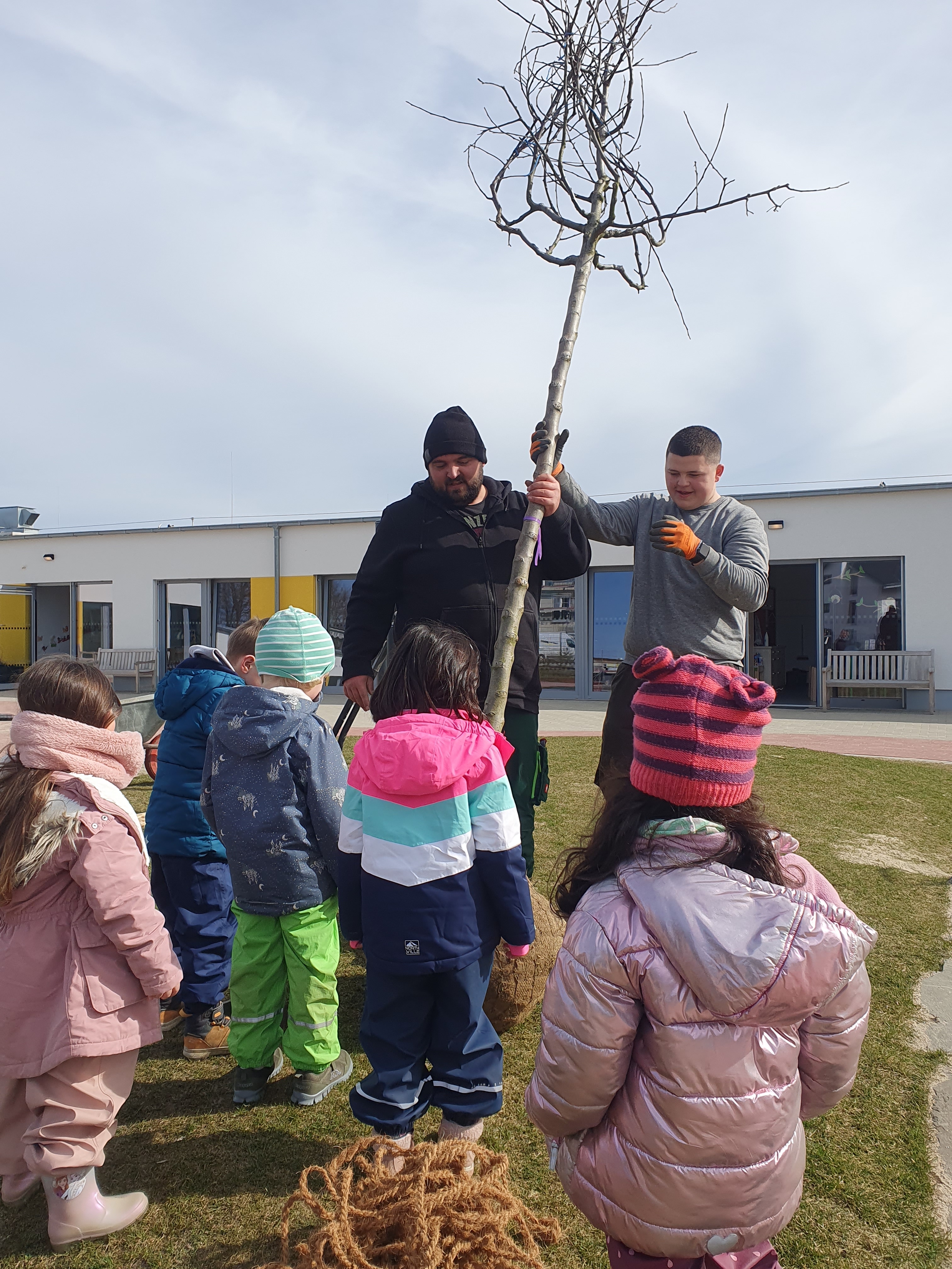 Pflanzen der zwei Apfelbäume für die Kita Zum Nordstern