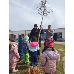 Pflanzen der zwei Apfelbäume für die Kita Zum Nordstern