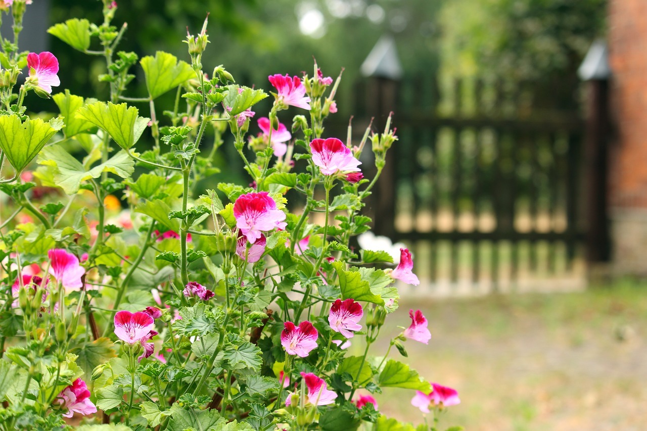 Symbolbild für einen Vorgarten