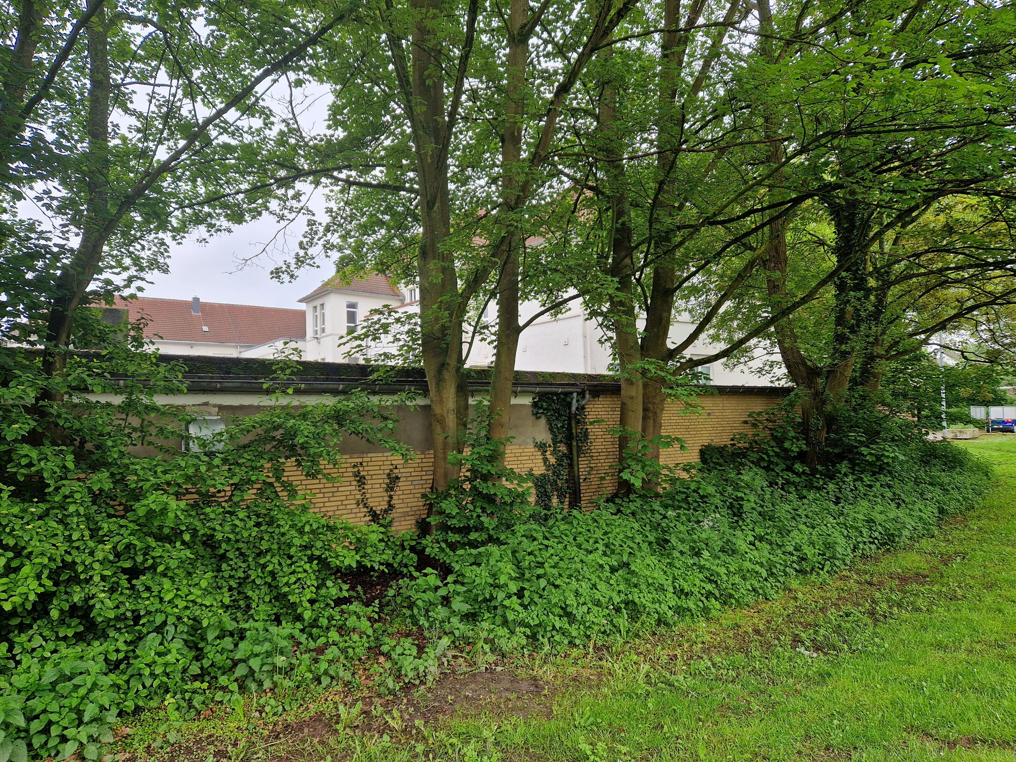 Bäume an der Schützenhalle Merkstein