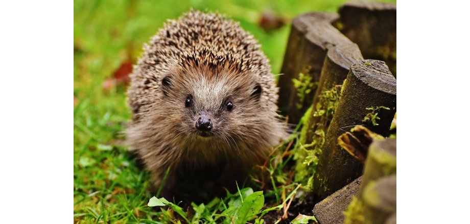 Symbolbild Igel
