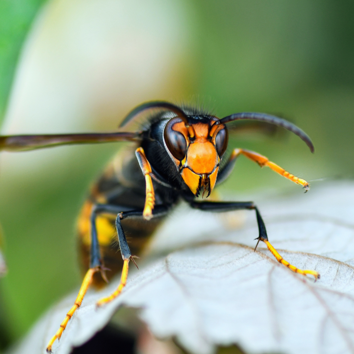 Asiatische Hornisse Symbolbild - 1