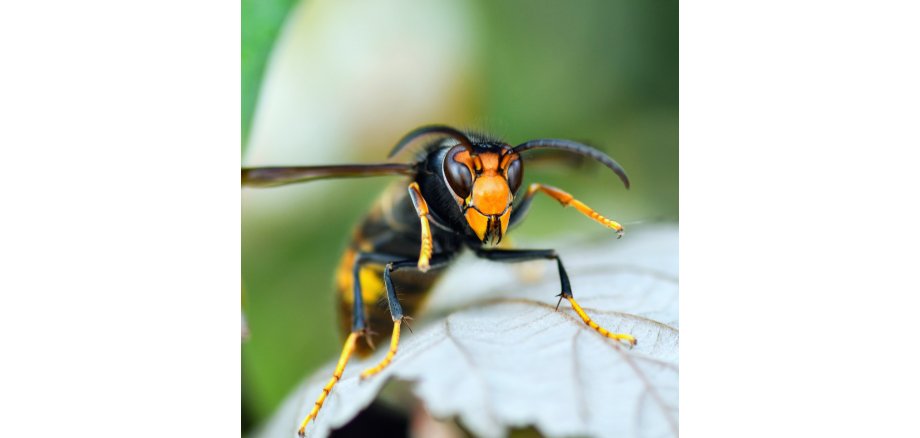 Asiatische Hornisse Symbolbild - 1