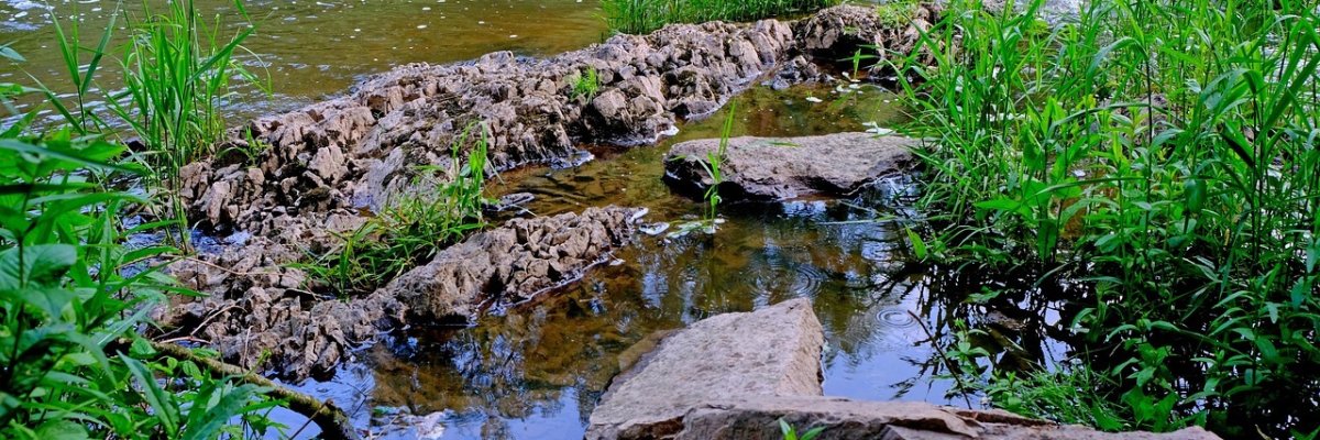 Feuchtbiotope-Fluss mit Grün und Steinen