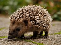 Igel Igel