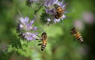 Bienen an Blüten Bienen an Blüten