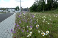 Blühwiese in der Bicherouxstraße Frühjahr 2022 Blühwiese in der Bicherouxstraße Frühjahr 2022