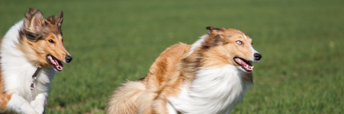 Collies Hunde spielen Collies Hunde spielen