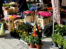 Wochenmarkt Blumenstand